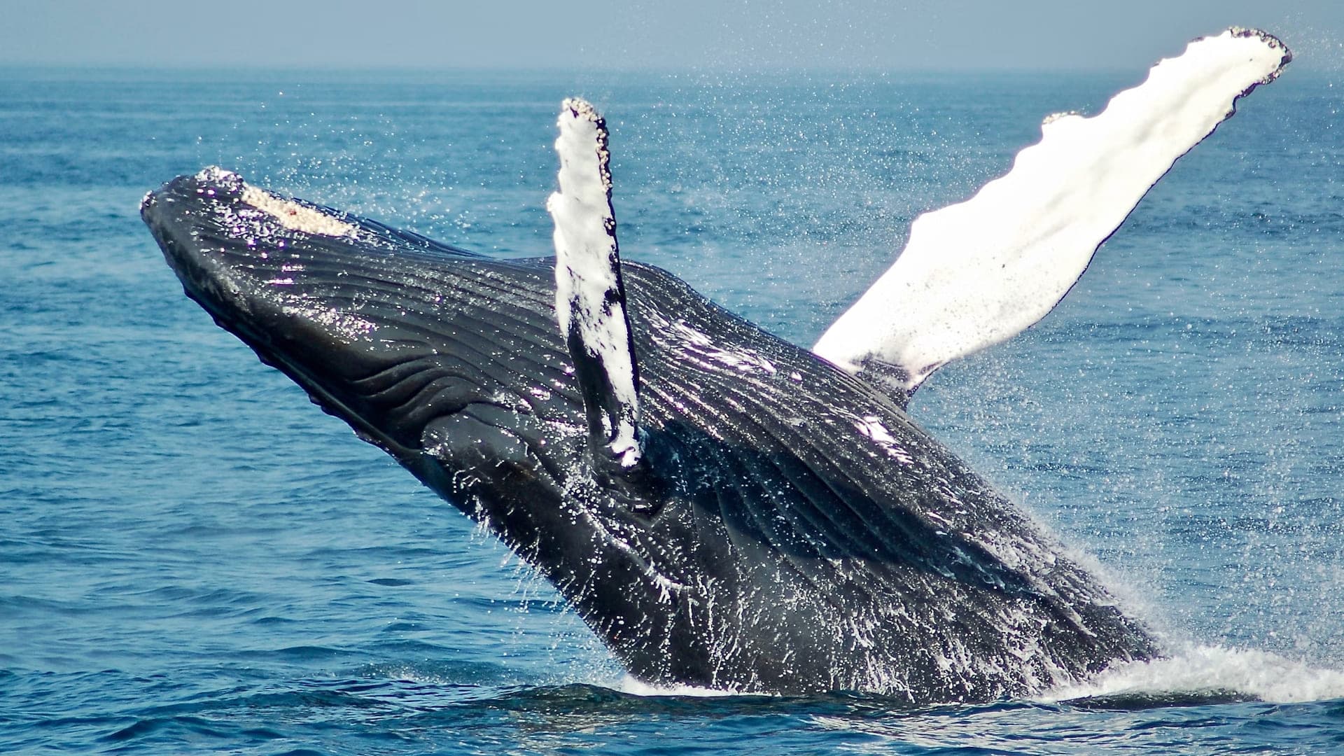 Whale Watching Adventure: Your Ultimate Tour to the Hermanus Whale Festival 2024