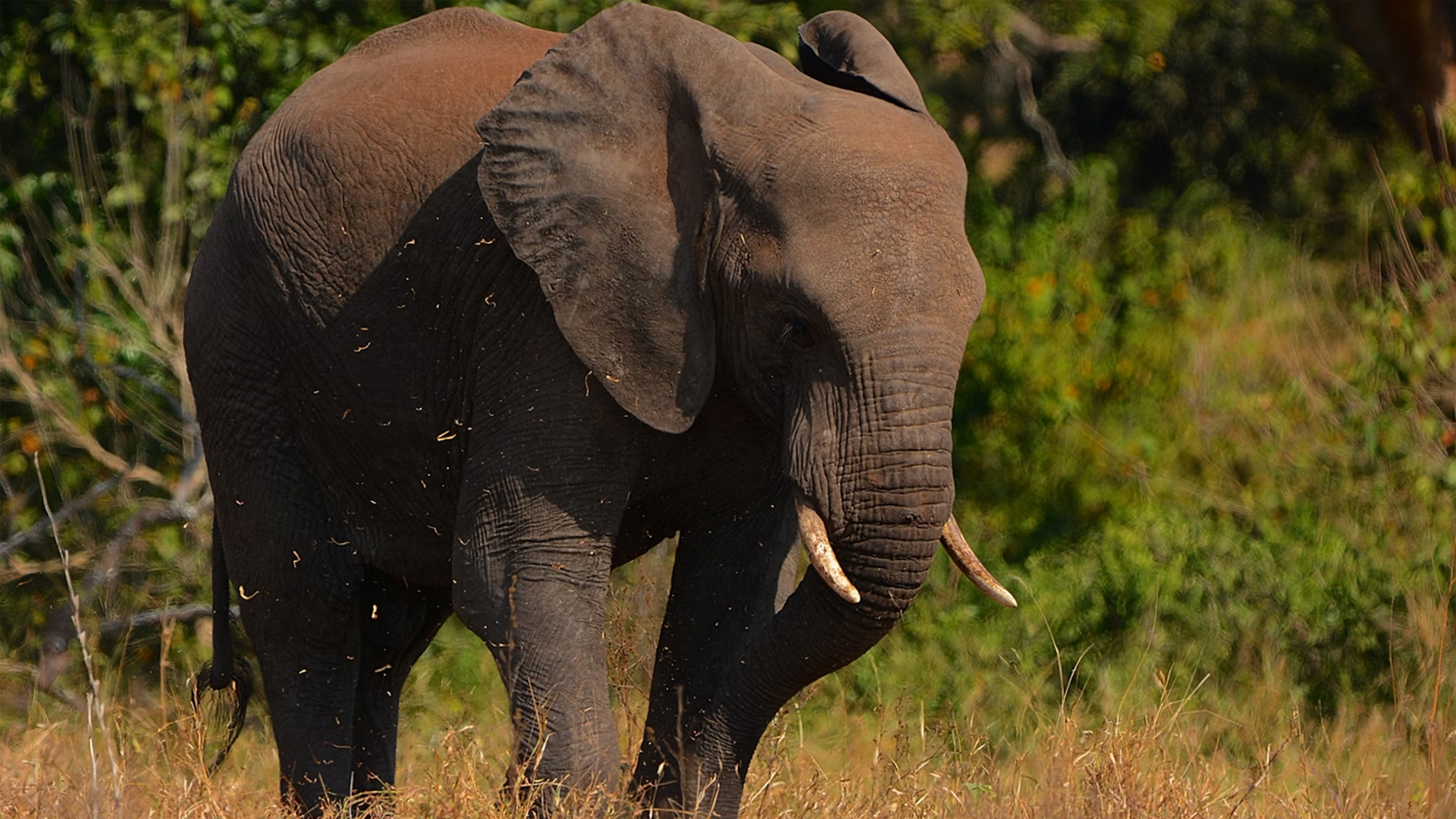 big-five-and-diverse-wildlife.jpg