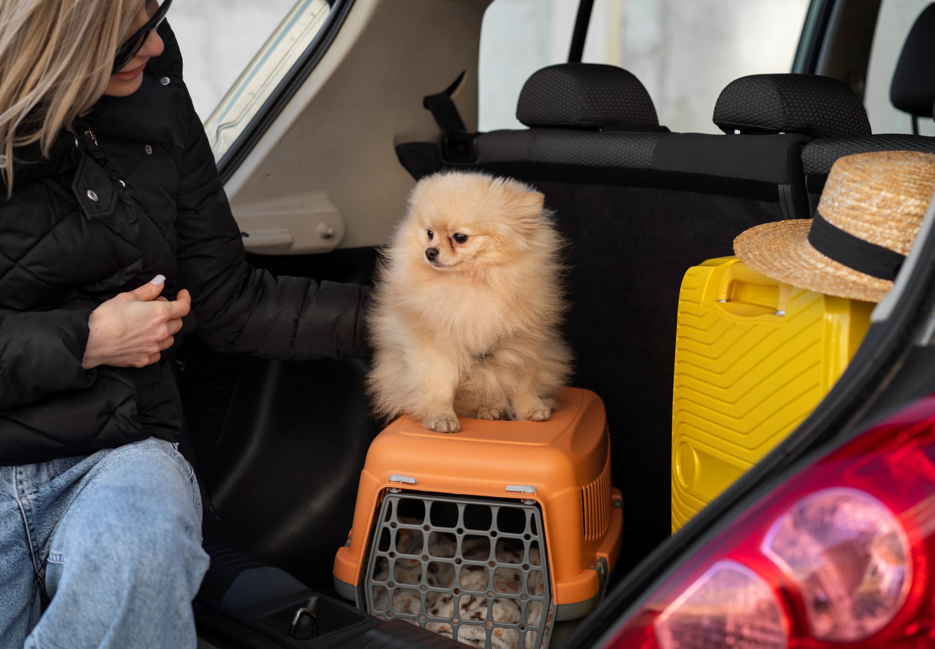 flying-with-pets-essential-tips-for-stress-free-travel-1