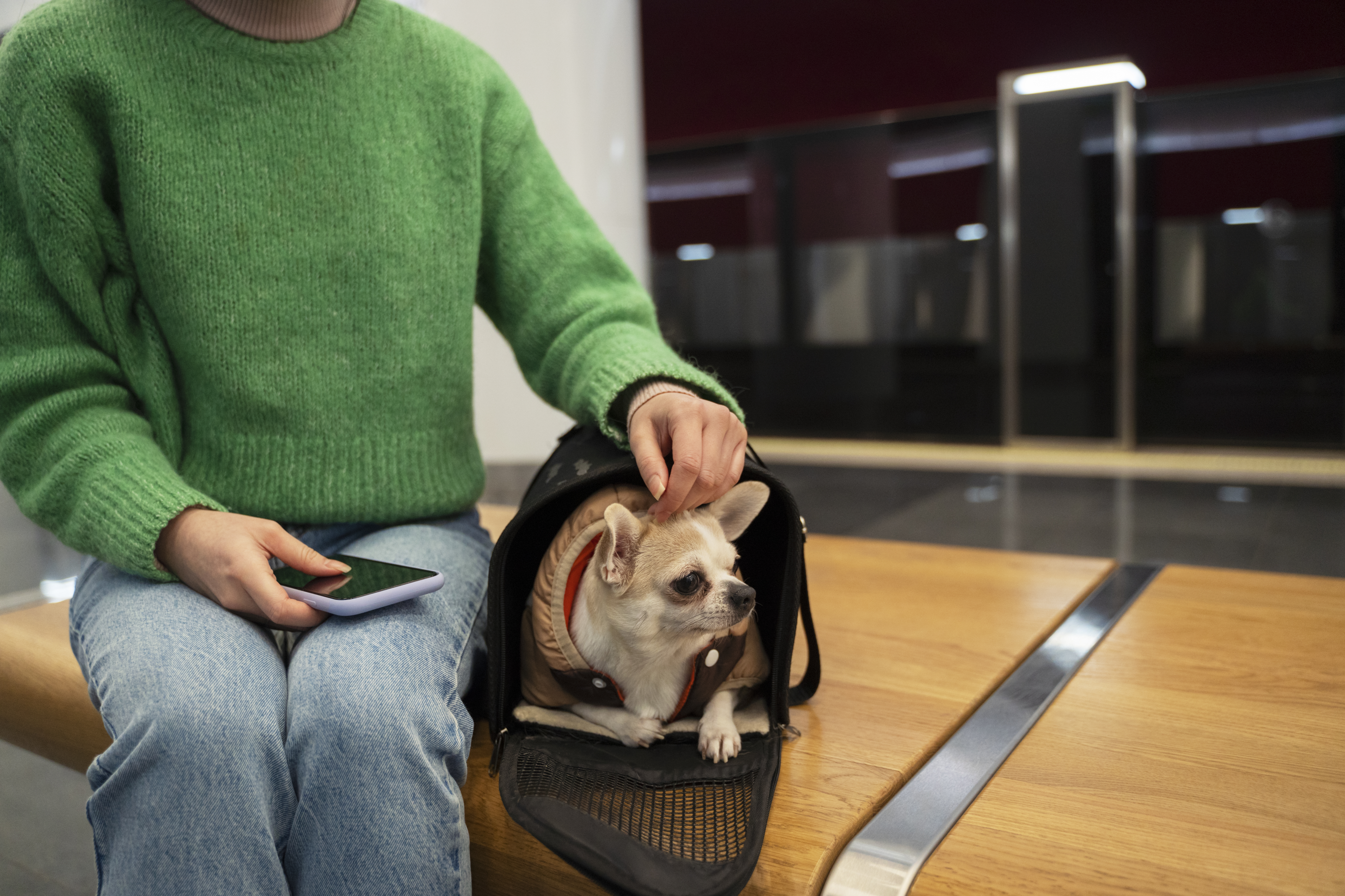 flying-with-pets-essential-tips-for-stress-free-travel