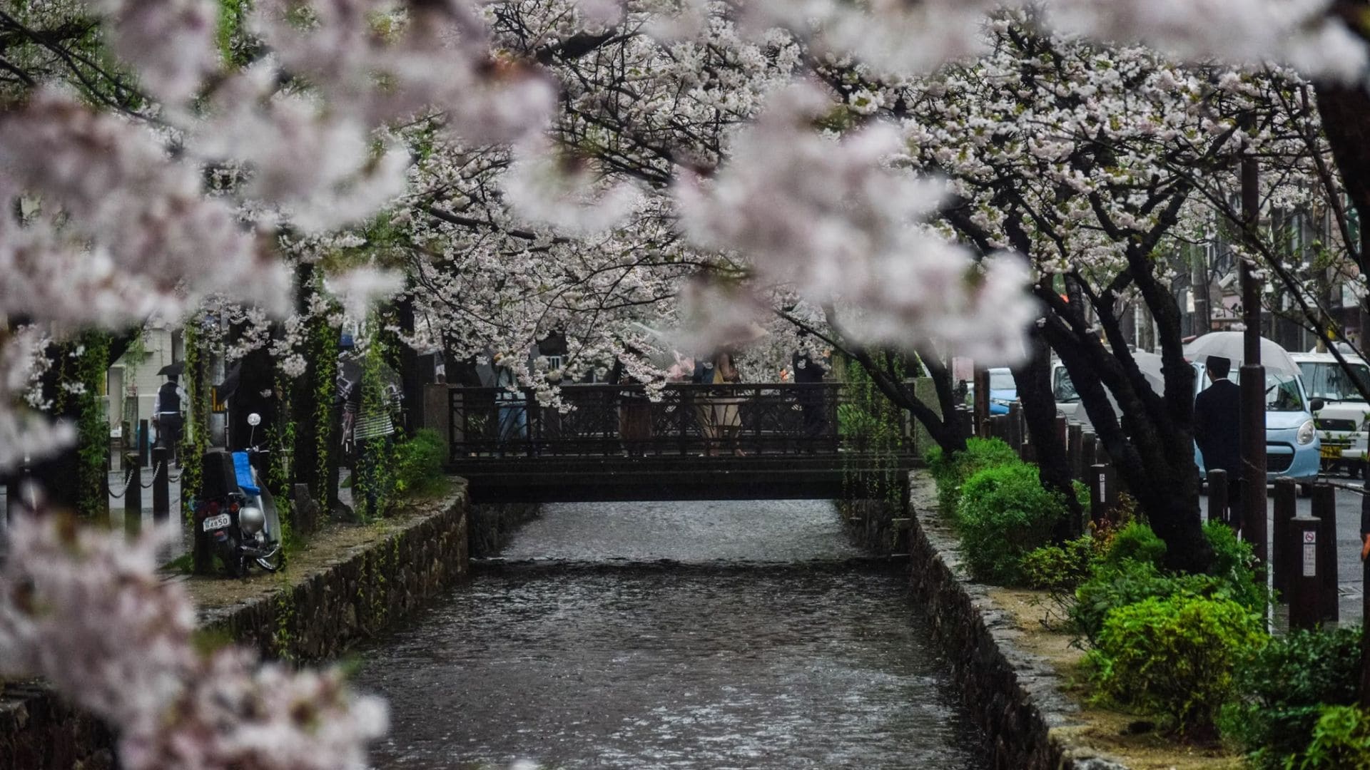kyoto-cherry-blossoms.jpg