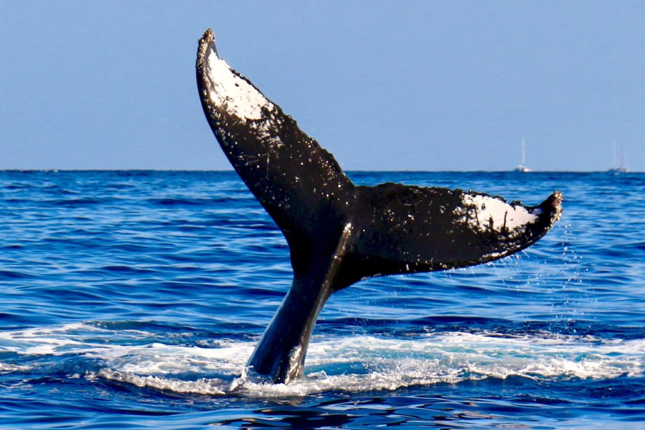 planning-your-hermanus-whale-festival-tour-1300x867.jpg